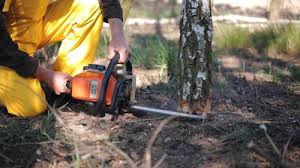 Three Oaks, FL Tree Services Company