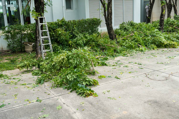Best Leaf Removal  in Three Oaks, FL